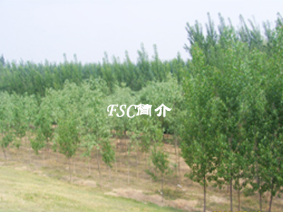 国际森林认证简介